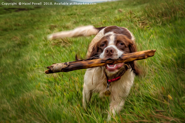 Springer Spaniel and her stick Picture Board by Hazel Powell