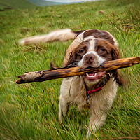 Buy canvas prints of Springer Spaniel and her stick by Hazel Powell