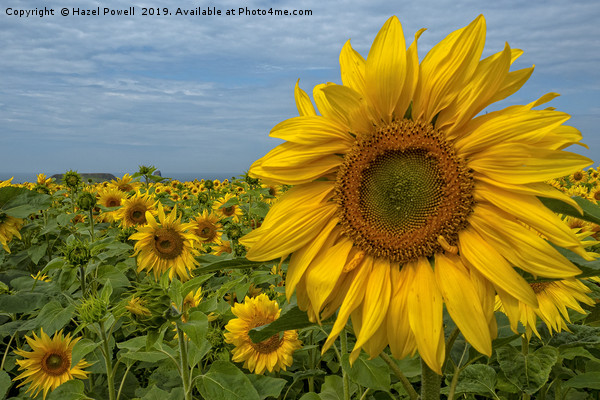 Sunflowers Picture Board by Hazel Powell