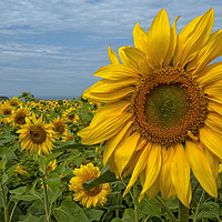 Buy canvas prints of Sunflowers by Hazel Powell