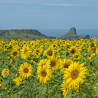Buy canvas prints of Sunflowers at Worms Head by Hazel Powell