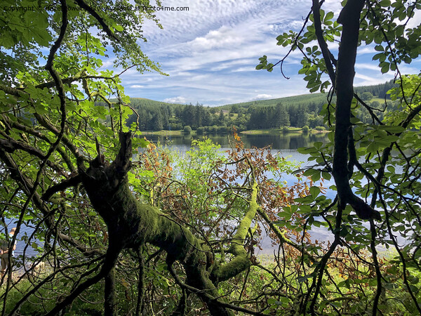 Llwyn On Reservoir, through the trees Picture Board by Hazel Powell