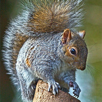 Buy canvas prints of Bushy tail Squirrel by Martin Kemp Wildlife