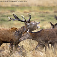 Buy canvas prints of Red Deer by Martin Kemp Wildlife