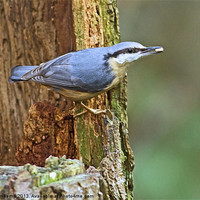 Buy canvas prints of Nuthatch by Martin Kemp Wildlife