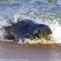 Buy canvas prints of Seal Surfing by Martin Kemp Wildlife