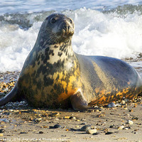 Buy canvas prints of Grey Seal by Martin Kemp Wildlife