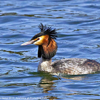 Buy canvas prints of Great Crested Grebe by Martin Kemp Wildlife