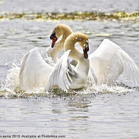 Buy canvas prints of Dancing Swans by Martin Kemp Wildlife