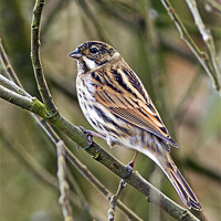 Buy canvas prints of Reed Bunting by Martin Kemp Wildlife