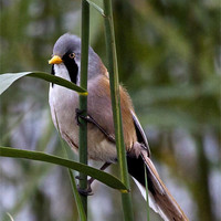 Buy canvas prints of Bearded Tit by Martin Kemp Wildlife