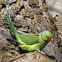 Buy canvas prints of Ring Necked Parakeet by Martin Kemp Wildlife