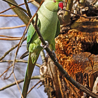 Buy canvas prints of Ring Necked Parakeet by Martin Kemp Wildlife