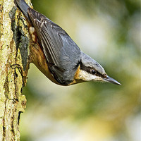 Buy canvas prints of Nuthatch by Martin Kemp Wildlife