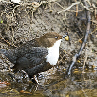 Buy canvas prints of Dipper by Martin Kemp Wildlife