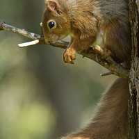 Buy canvas prints of Red Squirrel by Martin Kemp Wildlife