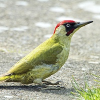 Buy canvas prints of Green Woodpecker by Martin Kemp Wildlife