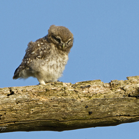 Buy canvas prints of Little Owl Chick by Martin Kemp Wildlife