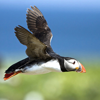 Buy canvas prints of Flying Puffin by Martin Kemp Wildlife