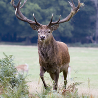 Buy canvas prints of Red Deer Stag by Martin Kemp Wildlife