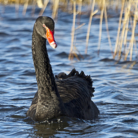 Buy canvas prints of Black Swan  by Martin Kemp Wildlife