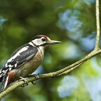 Buy canvas prints of Male Woodpecker  by Martin Kemp Wildlife