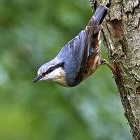 Buy canvas prints of  Nuthatch  by Martin Kemp Wildlife