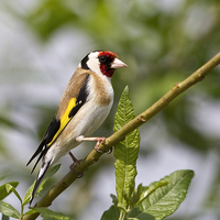 Buy canvas prints of  Goldfinch by Martin Kemp Wildlife