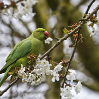 Buy canvas prints of Ring-Necked-Parakeet  by Martin Kemp Wildlife