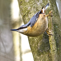 Buy canvas prints of Nuthatch   by Martin Kemp Wildlife