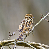 Buy canvas prints of  Female Reed Bunting by Martin Kemp Wildlife