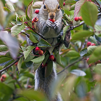 Buy canvas prints of  Little Thief  by Martin Kemp Wildlife