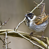 Buy canvas prints of Male Reed Bunting  by Martin Kemp Wildlife