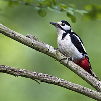Buy canvas prints of Great Spotted Woodpecker  by Martin Kemp Wildlife