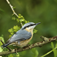 Buy canvas prints of Nuthatch  by Martin Kemp Wildlife