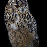 Buy canvas prints of  Eagle Owl by Martin Kemp Wildlife