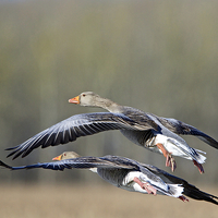 Buy canvas prints of Greylag Geese  by Martin Kemp Wildlife