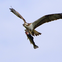 Buy canvas prints of  Osprey With Food by Martin Kemp Wildlife