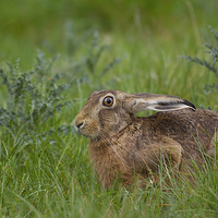 Buy canvas prints of Brown Hare  by Martin Kemp Wildlife
