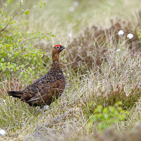 Buy canvas prints of Red Grouse   by Martin Kemp Wildlife