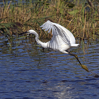 Buy canvas prints of  Little Egret Taking Off by Martin Kemp Wildlife
