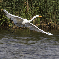 Buy canvas prints of Great White Egret in Flight  by Martin Kemp Wildlife