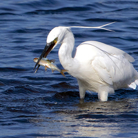 Buy canvas prints of Little Egret With Fish  by Martin Kemp Wildlife