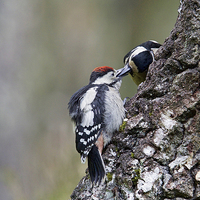 Buy canvas prints of Mum Feeding Juvenile Woodpecker  by Martin Kemp Wildlife
