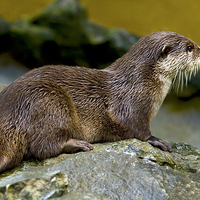 Buy canvas prints of Otter on the Rocks  by Martin Kemp Wildlife