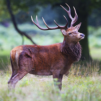 Buy canvas prints of Red Deer Stag  by Martin Kemp Wildlife