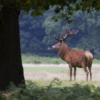 Buy canvas prints of Stag in the Park  by Martin Kemp Wildlife