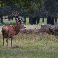 Buy canvas prints of Stag in the Park 2 by Martin Kemp Wildlife