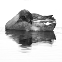 Buy canvas prints of juvenile Mute Swan   by Martin Kemp Wildlife