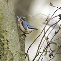 Buy canvas prints of Nuthatch in Tree  by Martin Kemp Wildlife